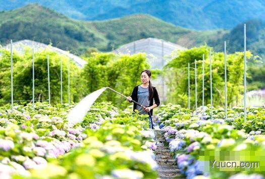 八仙花的养殖方法