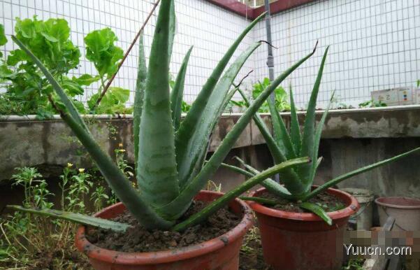 芦荟的功效与作用及食用方法禁忌(图文)