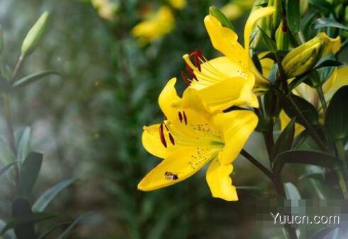 百合花怎么养殖