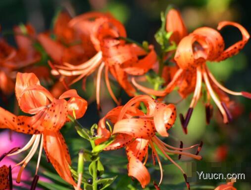 百合花怎么养殖