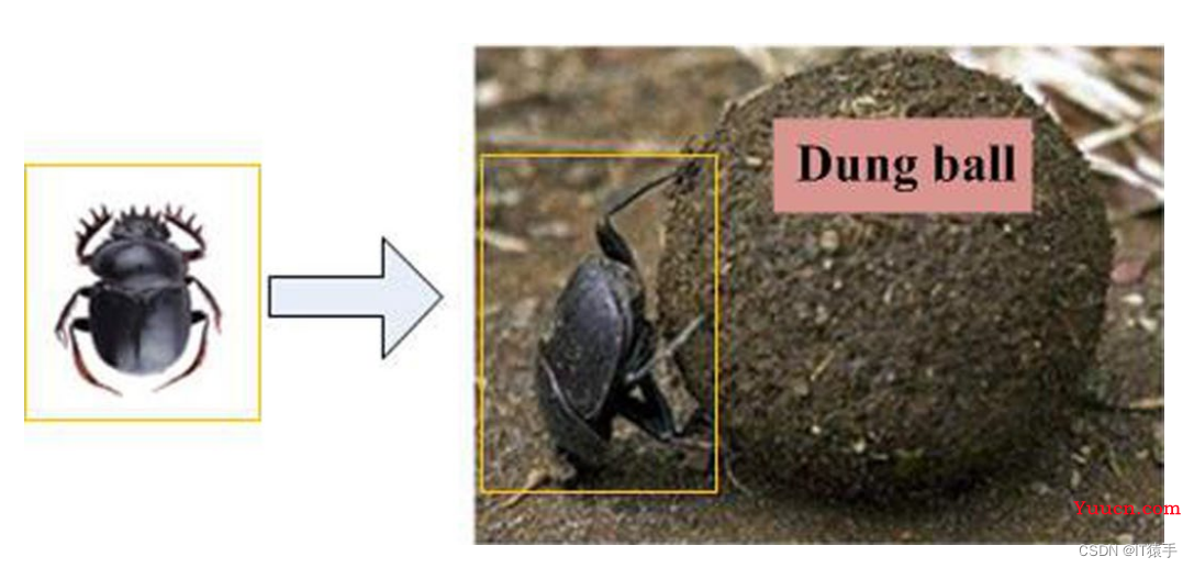 单目标优化：蜣螂优化算法（Dung beetle optimizer，DBO）