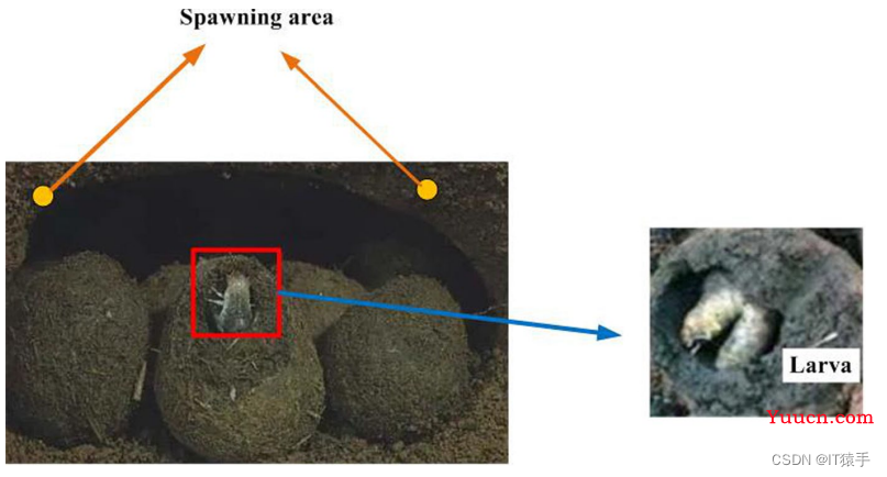 单目标优化：蜣螂优化算法（Dung beetle optimizer，DBO）