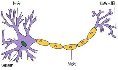 人工智能学习——神经网络（matlab+python实现）