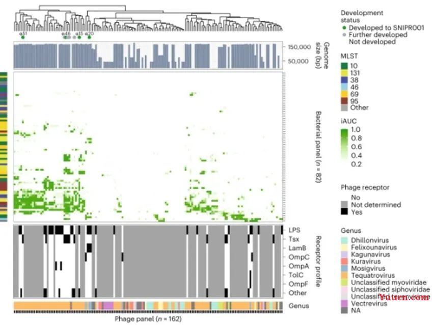 Nat Biotechnol –精准 CRISPR-Cas噬菌体疗法将为重症感染患者带来福音